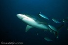 Silver Tip Shark