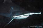 Head On
Hammerhead