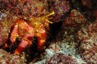 Hermit Crab