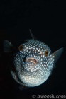 Spotted Guinea Puffer