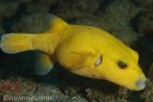 Elusive Yellow Puffer Fish