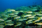 Schooling Grunts at Manuelita Island
