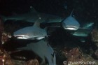 White Tip Night Dive
Manuelita Shallow