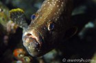 Skittish Reef Fish