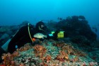 Puff Papa at Alcyone
Stalking the Hammerheads