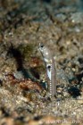 Garden eel
