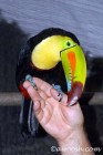 A Bird in Rand's Hand