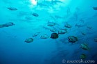 Rush Hour at the Cleaning Station
Alcyone