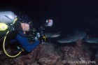 Rand Shooting White Tips
Manuelita Shallow Night Dive