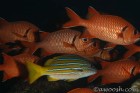 Odd fish out
