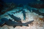 White Tip Parking Lot at 110 fsw
Alcyone
