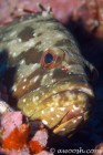 Fishead