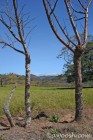 Living Fence