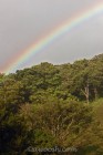 Rainbow over Rain Forest