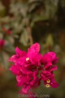 Bougainvillea