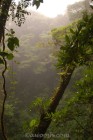 Canopy View