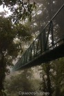 Bridge into Mist