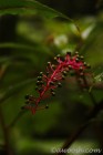Rain Forest flora