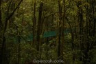 Bridge in Forest