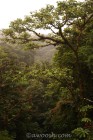 Canopy View II