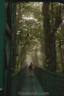 Suspension Bridge in Cloud Forest Canopy