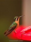 Hummingbird in Hummingbird Garden at Selvatura Park