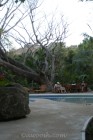 Playa Hermosa Hotel Pool - Leaves are dropped from some trees during dry season.