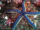 Funky sea star - the same variety found in the Galapagos