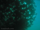 The swarm of cow-nosed rays darkened the sky