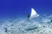 Eagle Ray
