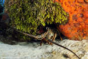 Lobster