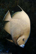 Gray Angelfish