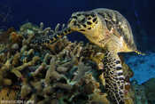 Tortuga