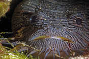 Splendid Toadfish