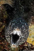 Spotted Moray Eel