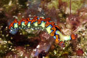 Thuridilla picta nudibranch
