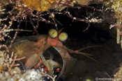 Mantis Shrimp