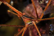 Arrow Crab