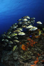 Highlight for Album: Cozumel 2012