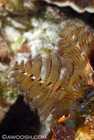 Christmas Tree Worms