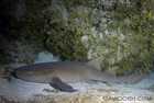 Nurse Shark in Cave