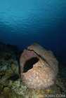 Barrel Sponge Scenic