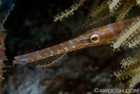 Trumpetfish