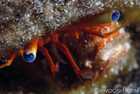 Blue-Eye Hermit Crab