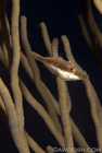 Slender Filefish