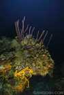 Deep Coral Head