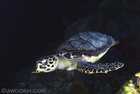 Turtle Fly By