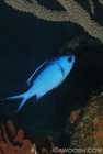 Blue Chromis