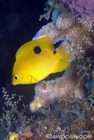Three Spot Juvenile Damselfish