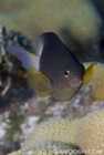 Bi-color Damselfish